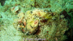 Scorpion fish very camouflaged almost looks like it's got... by Brett Klempel 